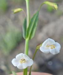 Mimulus gracilis