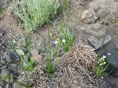 Ornithogalum flexuosum