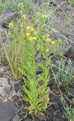 Pulicaria scabra