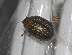 Paropsisterna cernua
