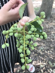 Ligustrum lucidum
