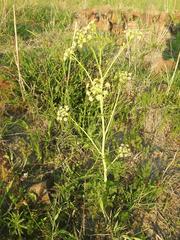 Conium chaerophylloides