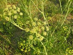 Conium chaerophylloides