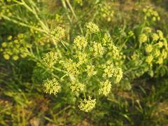 Conium chaerophylloides