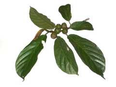 Ficus lepicarpa