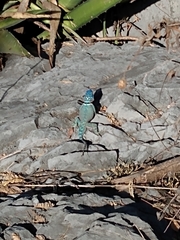 Sceloporus minor cyaneus