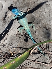 Sceloporus minor cyaneus