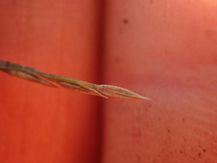 Digitaria aequiglumis