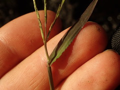 Digitaria aequiglumis