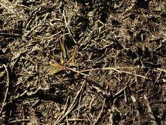 Digitaria aequiglumis