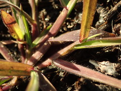 Digitaria aequiglumis