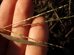 Digitaria aequiglumis