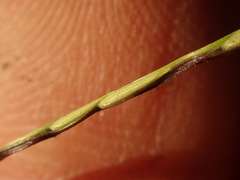 Digitaria aequiglumis