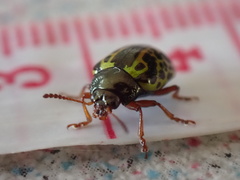 Calligrapha pantherina