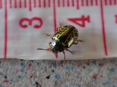 Calligrapha pantherina