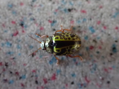 Calligrapha pantherina