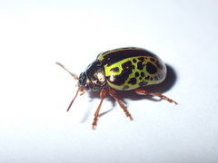 Calligrapha pantherina