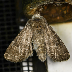 Protorthodes oviduca