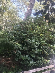 Rhododendron