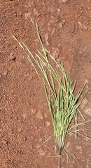 Andropogon africanus