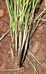 Andropogon africanus