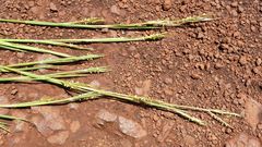 Andropogon africanus