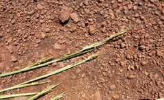 Andropogon africanus
