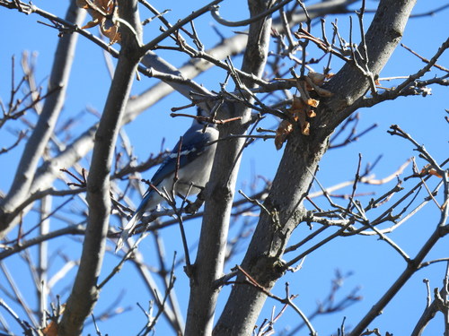 Blue Jay photographed in Idaho