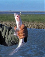 Mustelus