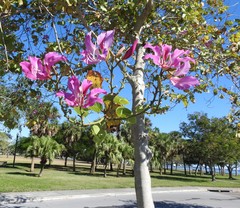 Bauhinia × blakeana