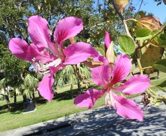 Bauhinia × blakeana