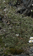 Celmisia sessiliflora
