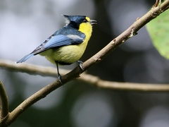 Machlolophus holsti