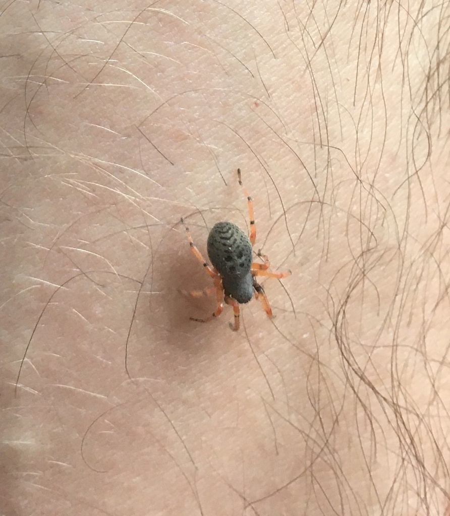 Trachelopachys cingulipes
