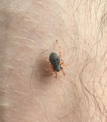 Trachelopachys cingulipes