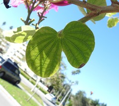 Bauhinia × blakeana