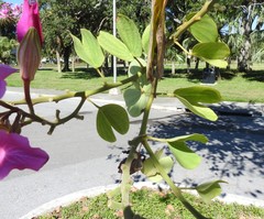 Bauhinia × blakeana