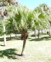 Livistona chinensis