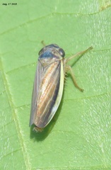 Handianus limbifer