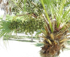Livistona chinensis