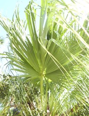 Livistona chinensis