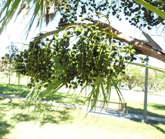 Livistona chinensis