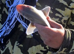 Mustelus