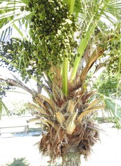 Livistona chinensis