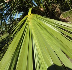 Livistona chinensis