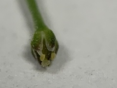 Lepidium pseudotasmanicum