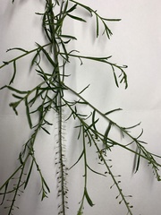 Lepidium pseudotasmanicum
