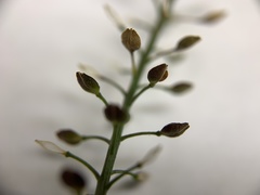 Lepidium pseudotasmanicum