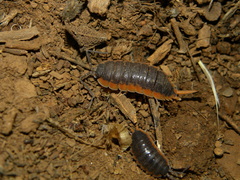 Porcellio lepineyi