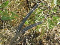 Peniocereus greggii greggii